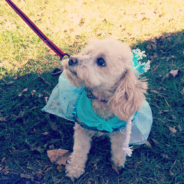 Lily dressed up as Elsa from Frozen at Peck Farm Park - HRK Portraits